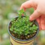 Thyme – Lemon – 4″ Pot